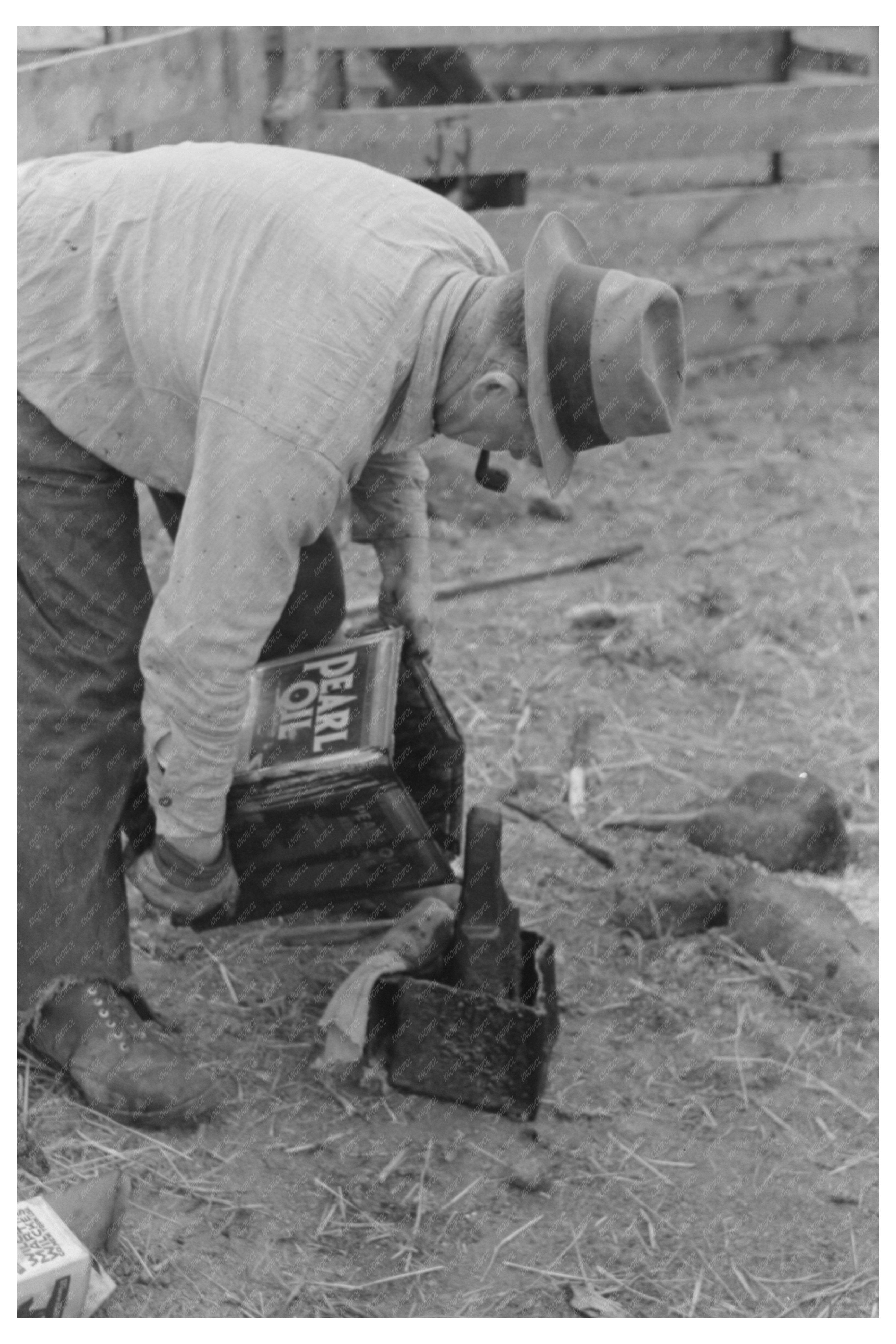 Freshly Shorn Sheep in Malheur County Oregon 1941