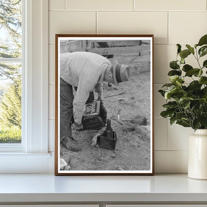 Freshly Shorn Sheep in Malheur County Oregon 1941