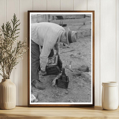 Freshly Shorn Sheep in Malheur County Oregon 1941