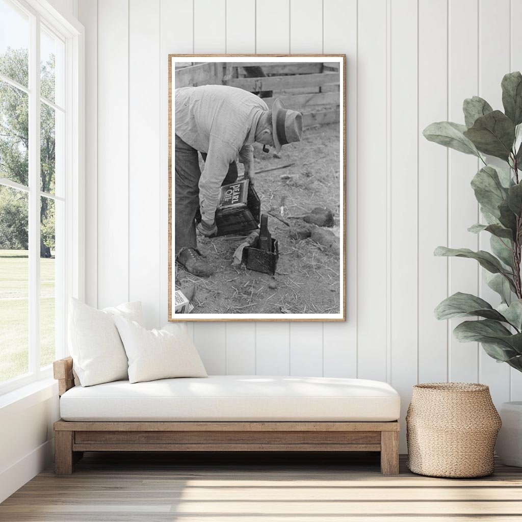 Freshly Shorn Sheep in Malheur County Oregon 1941