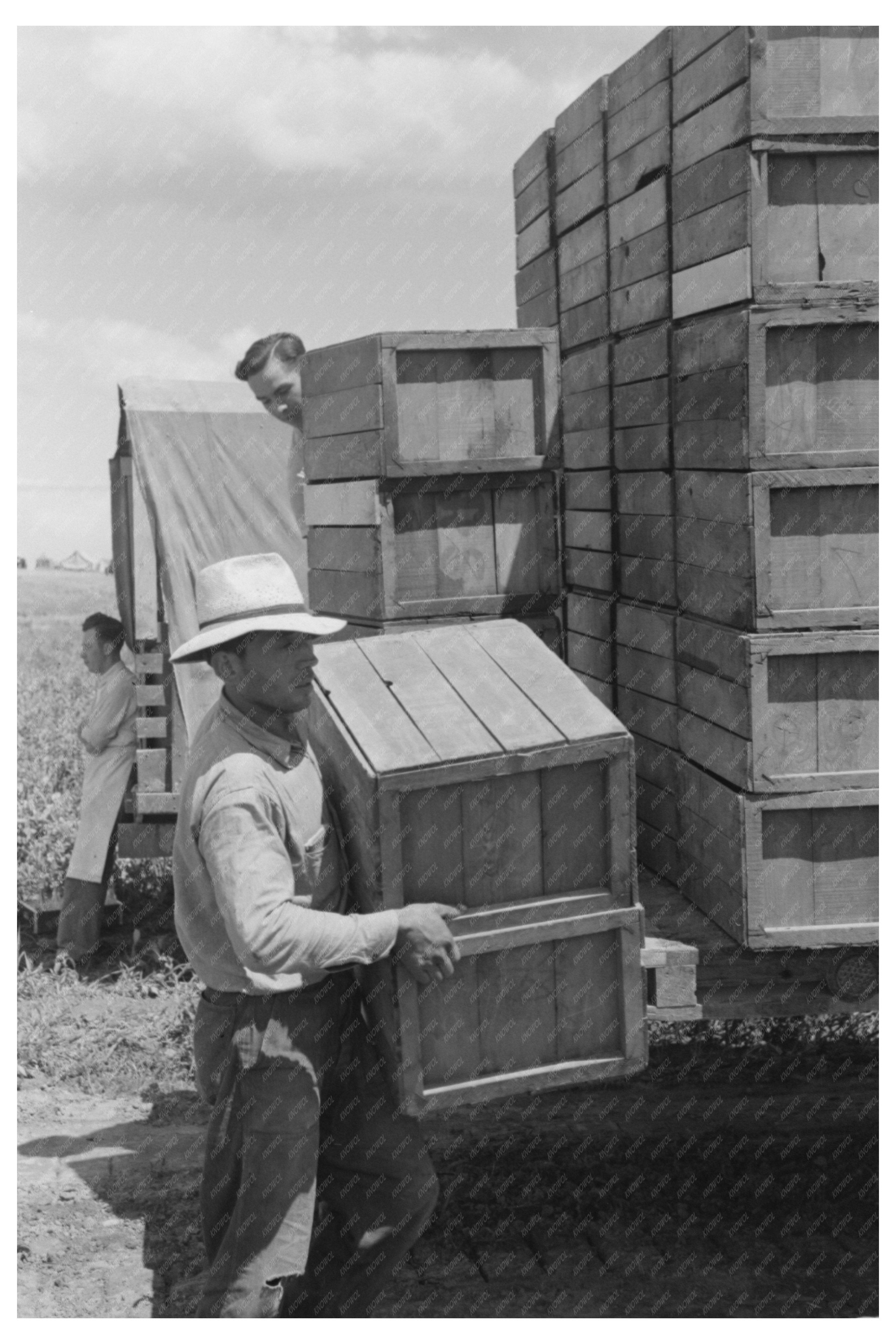 Nampa Idaho Pea Packing Scene June 1941