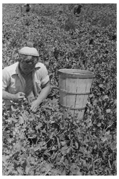 Vintage Pea Picking in Nampa Idaho June 1941