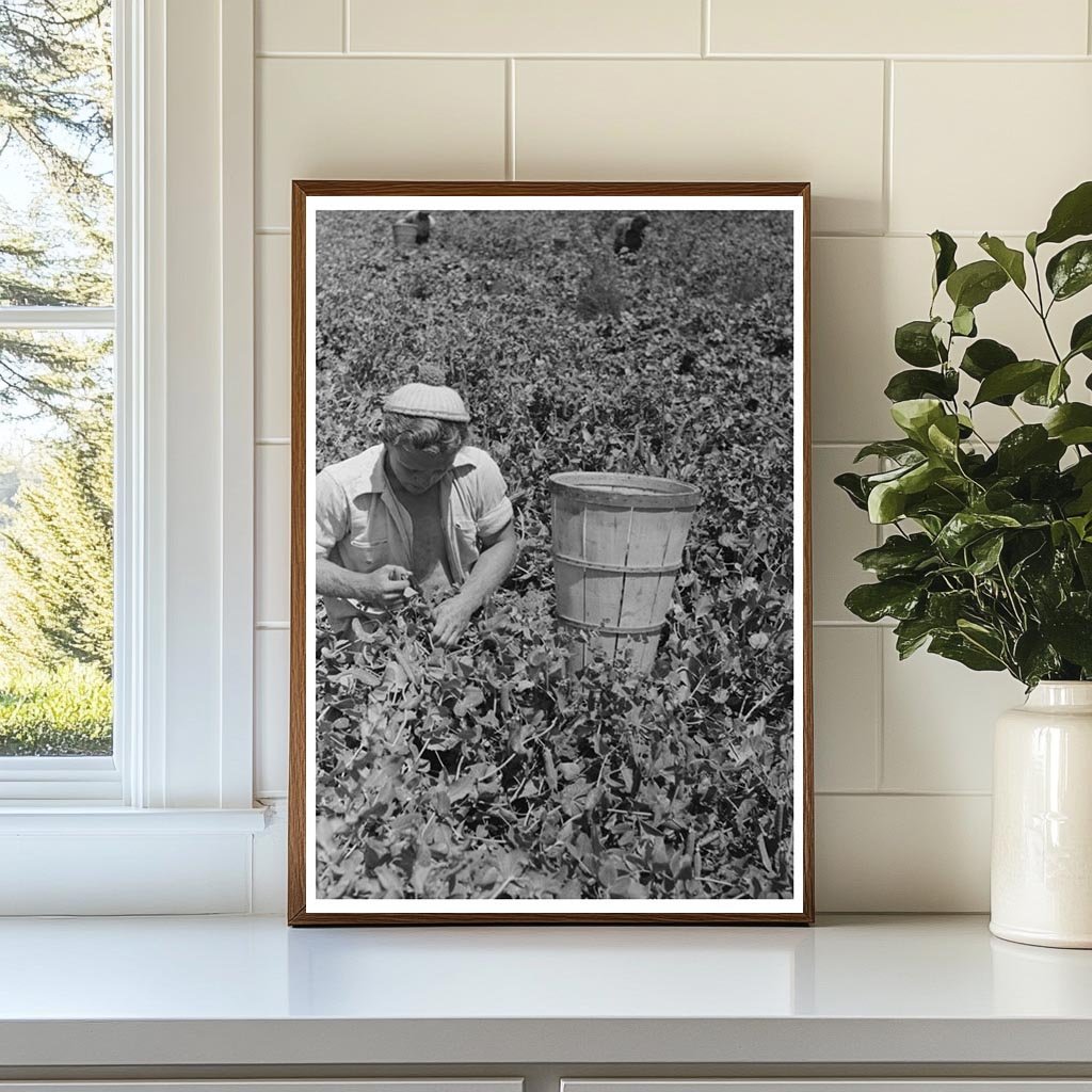 Vintage Pea Picking in Nampa Idaho June 1941