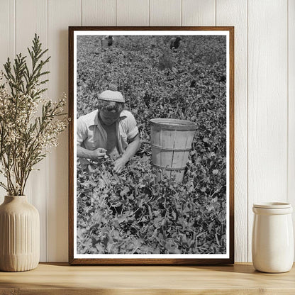 Vintage Pea Picking in Nampa Idaho June 1941