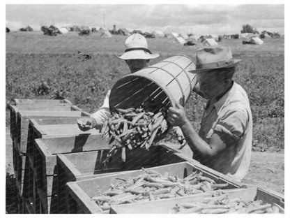 Farm Laborers Picking Peas in Nampa Idaho June 1941