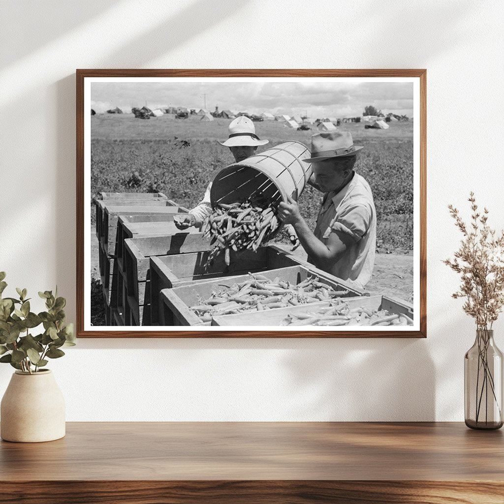 Farm Laborers Picking Peas in Nampa Idaho June 1941