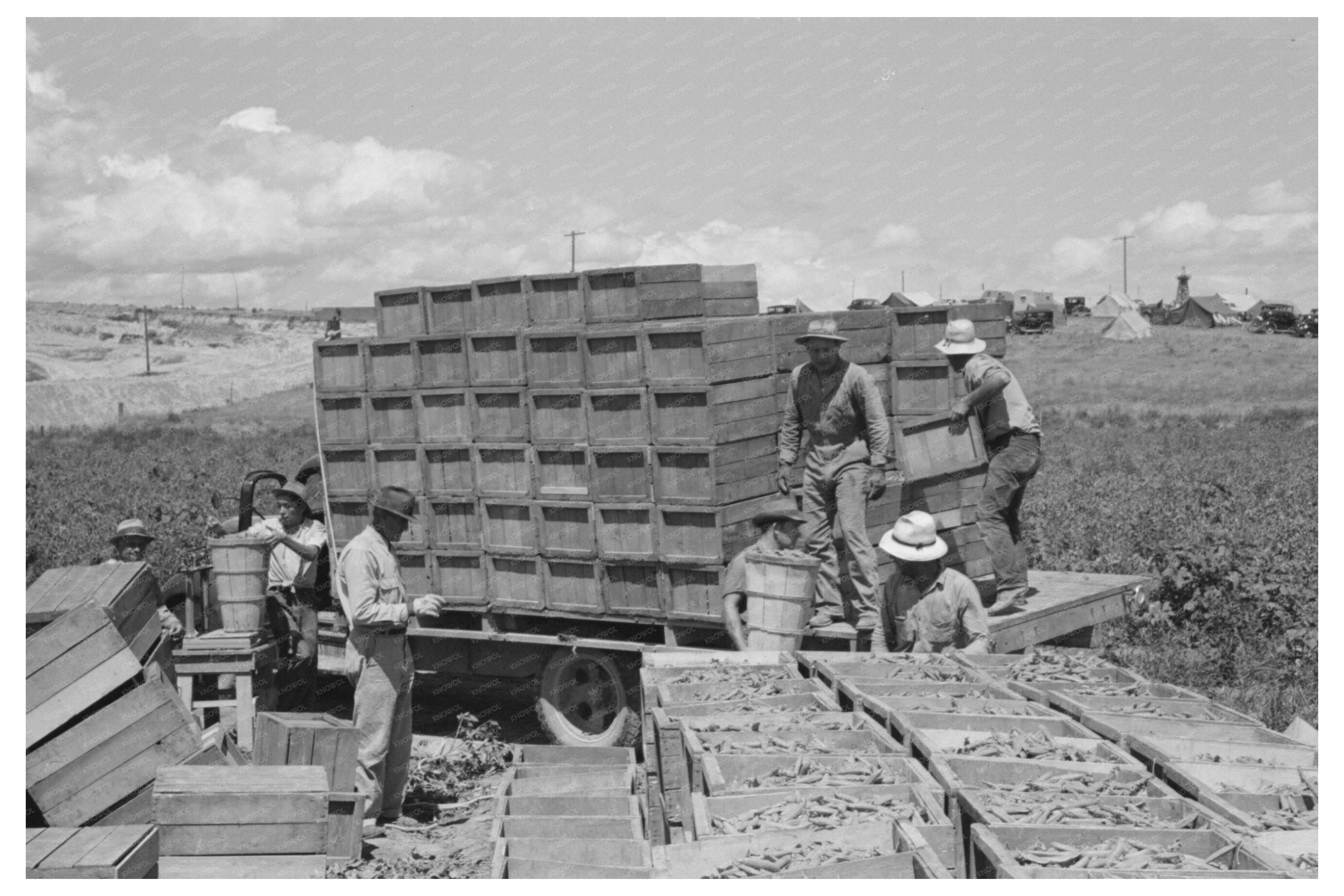 Vintage Green Peas Crates Nampa Idaho June 1941