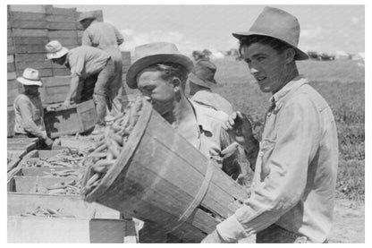 Nampa Idaho Pea Harvesting Process June 1941