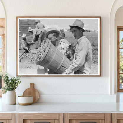 Nampa Idaho Pea Harvesting Process June 1941