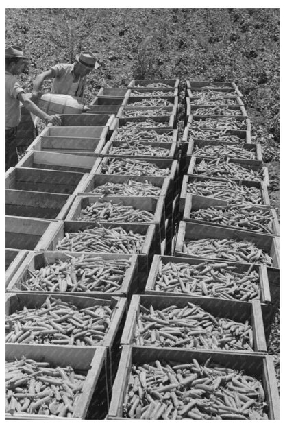 Freshly-Picked Green Peas Crates in Nampa Idaho 1941