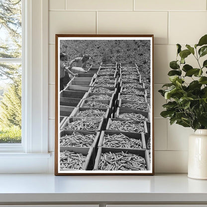 Freshly-Picked Green Peas Crates in Nampa Idaho 1941