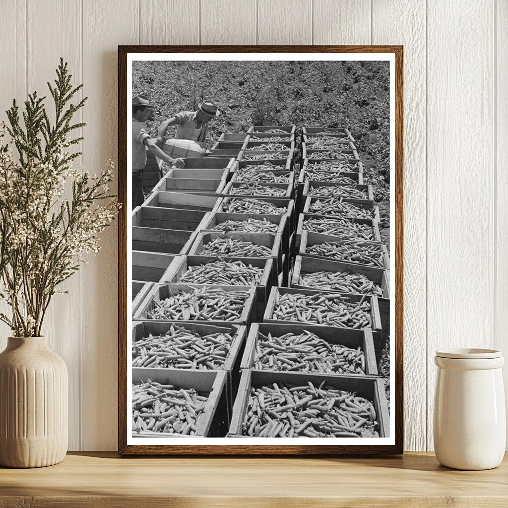 Freshly-Picked Green Peas Crates in Nampa Idaho 1941