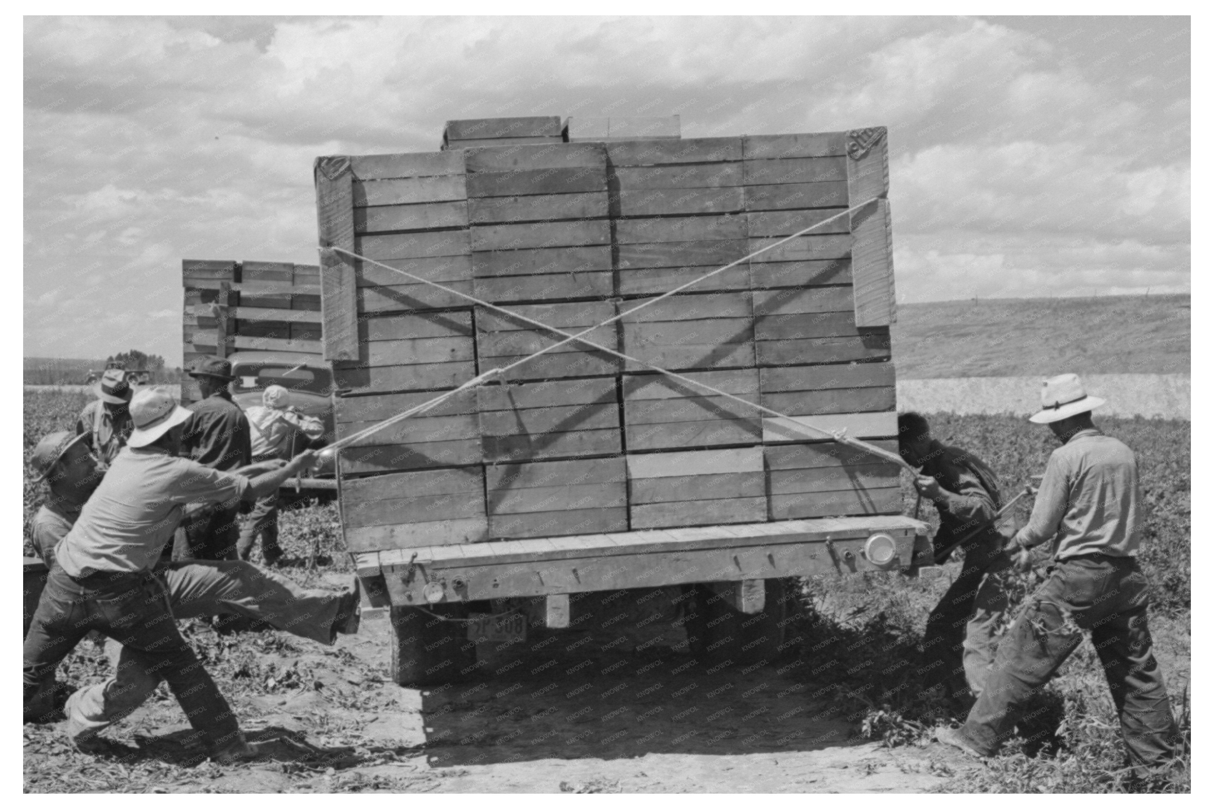 Labor Crew Tying Crates of Peas in Nampa Idaho 1941