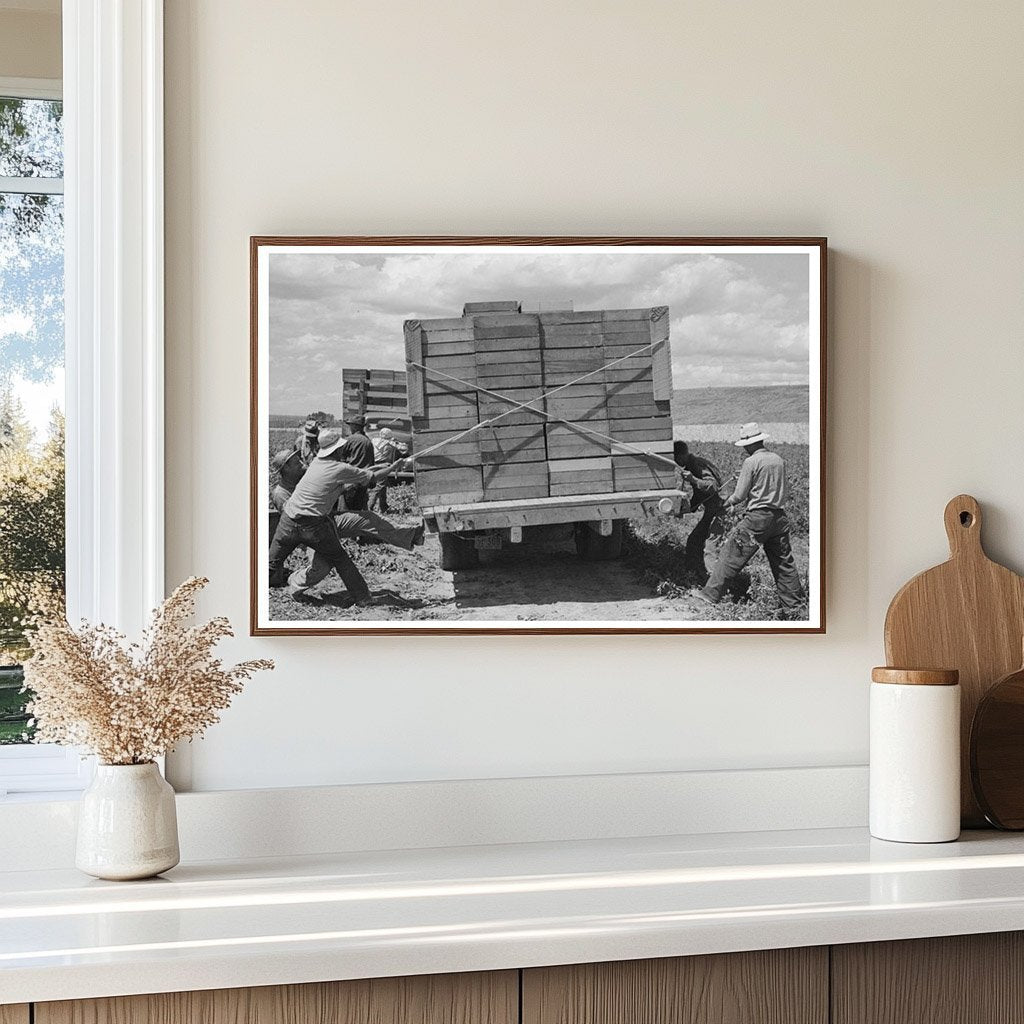 Labor Crew Tying Crates of Peas in Nampa Idaho 1941