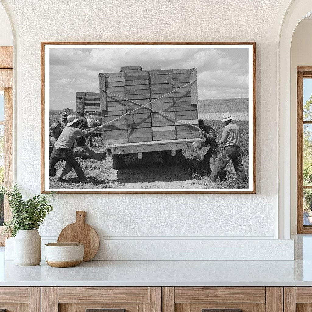 Labor Crew Tying Crates of Peas in Nampa Idaho 1941