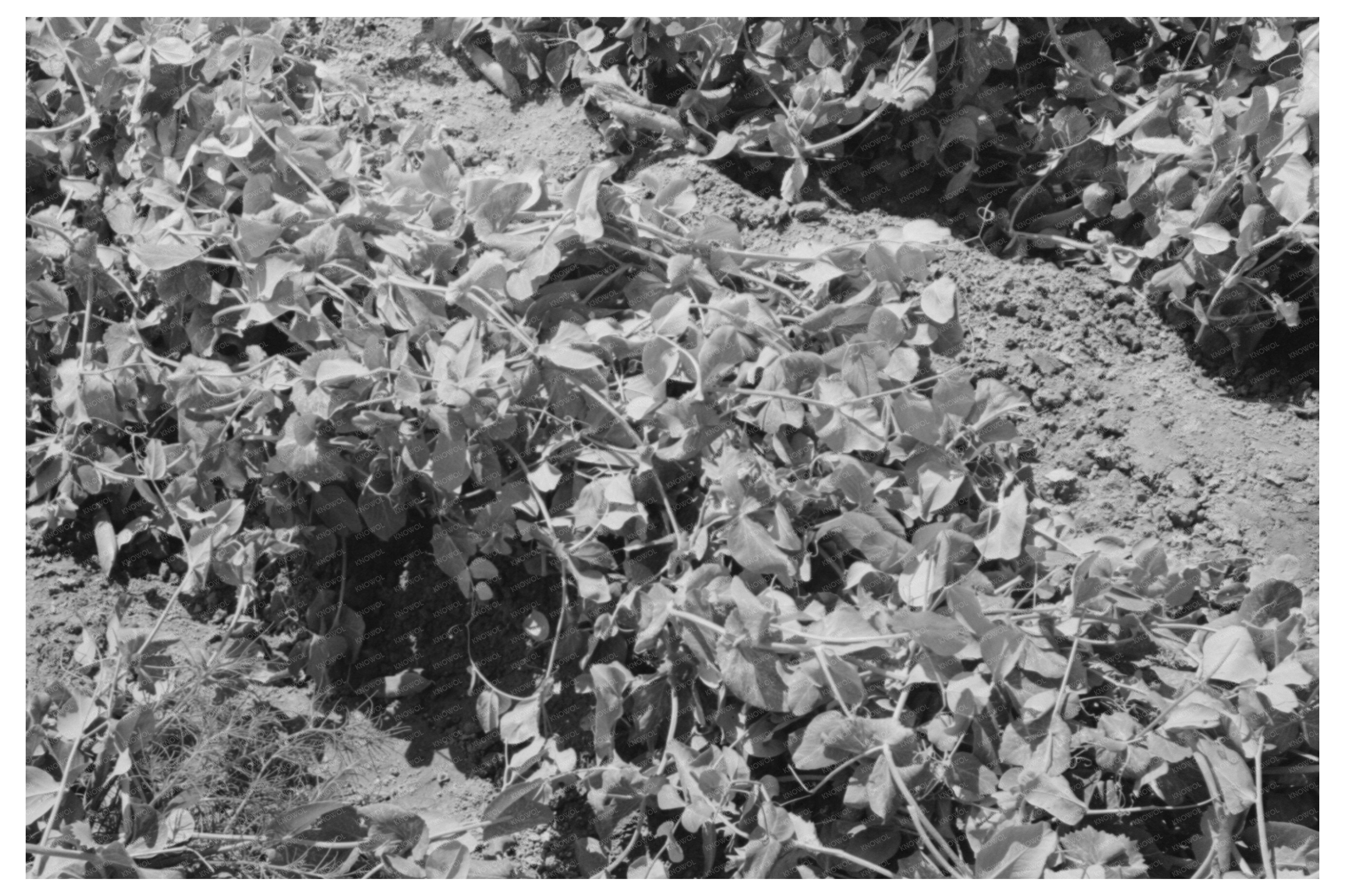 Pea Vines in Nampa Idaho June 1941 Vintage Photograph