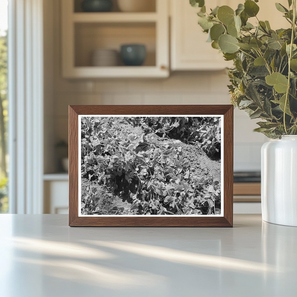 Pea Vines in Nampa Idaho June 1941 Vintage Photograph