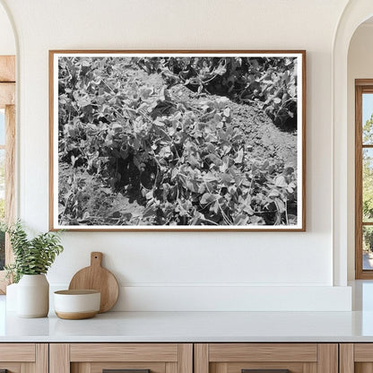 Pea Vines in Nampa Idaho June 1941 Vintage Photograph