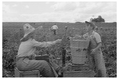 Laborers Weighing Peas in Nampa Idaho June 1941