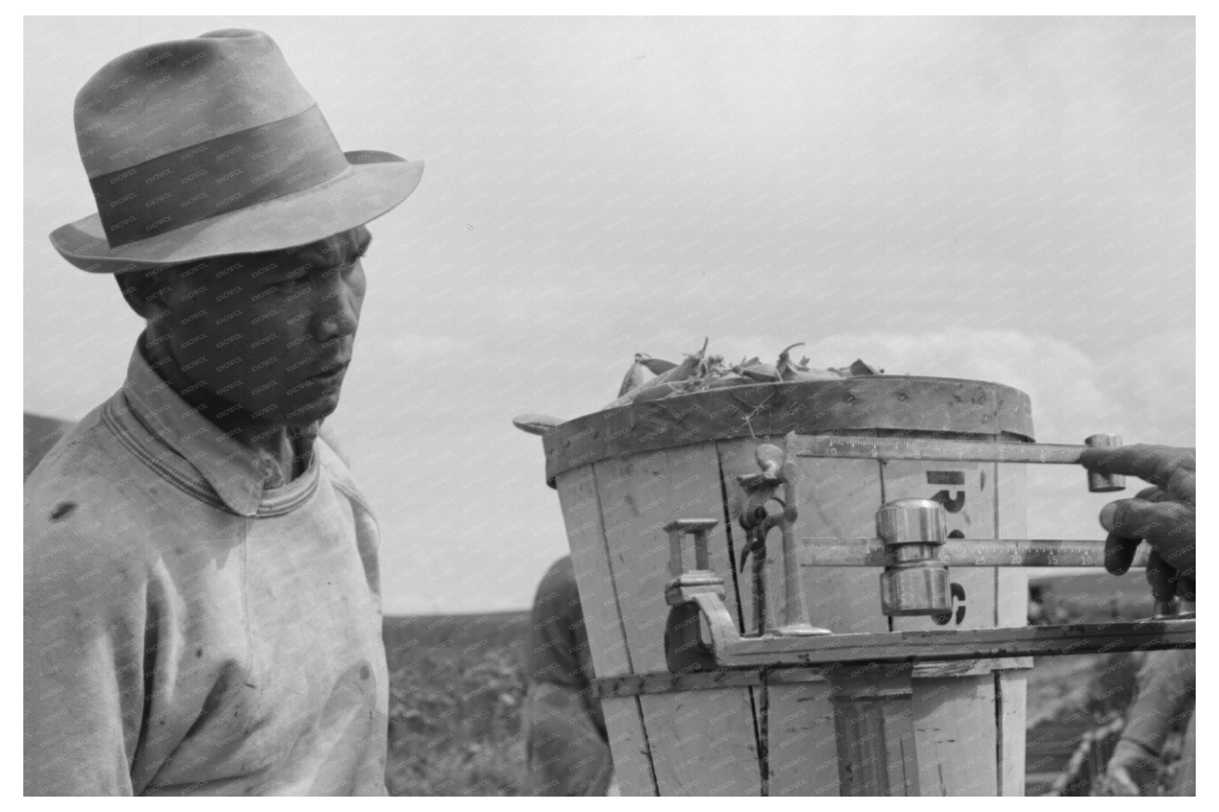 Nampa Idaho Pea Weighing Scene June 1941