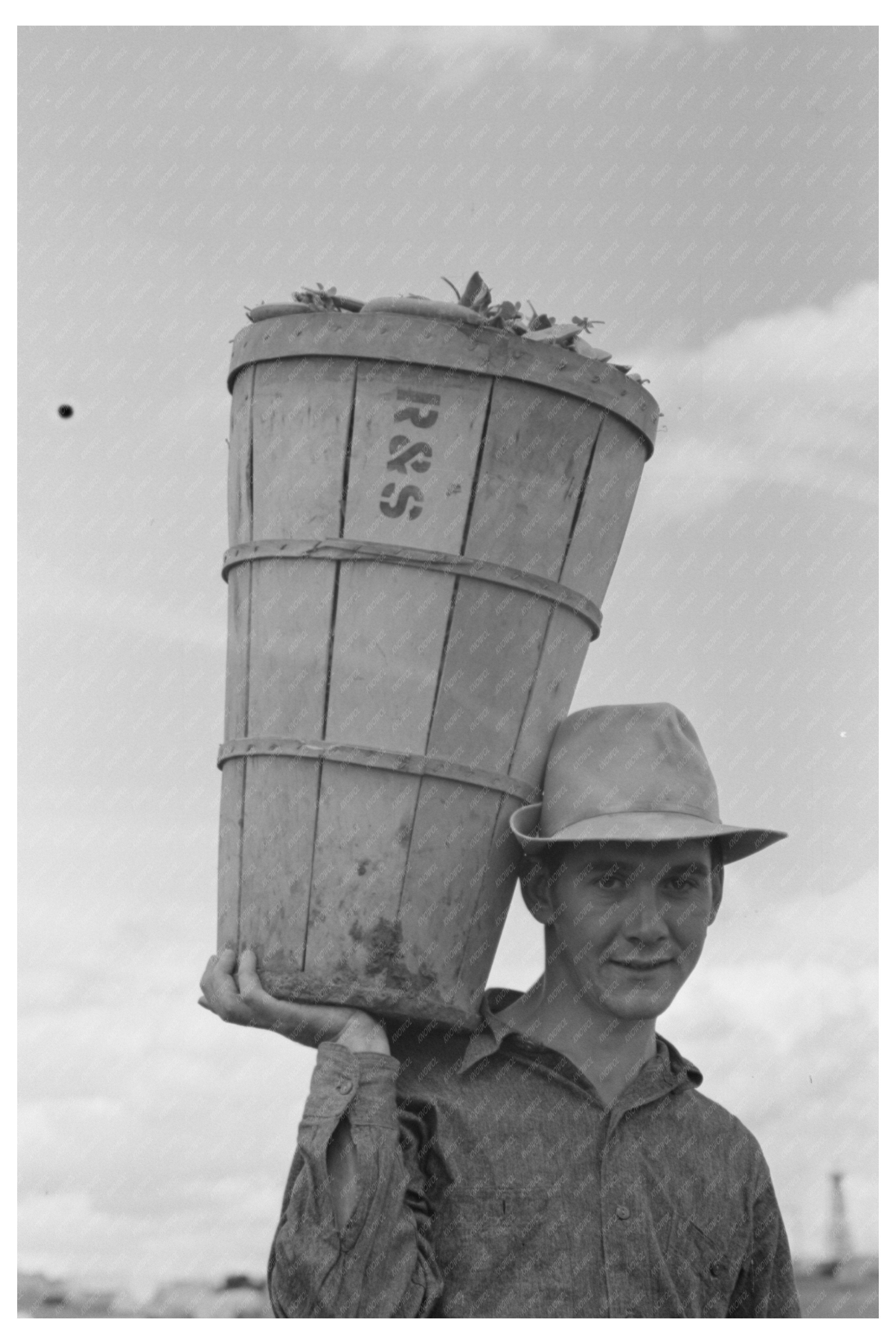 Pea Picker in Nampa Idaho June 1941 Agricultural Labor