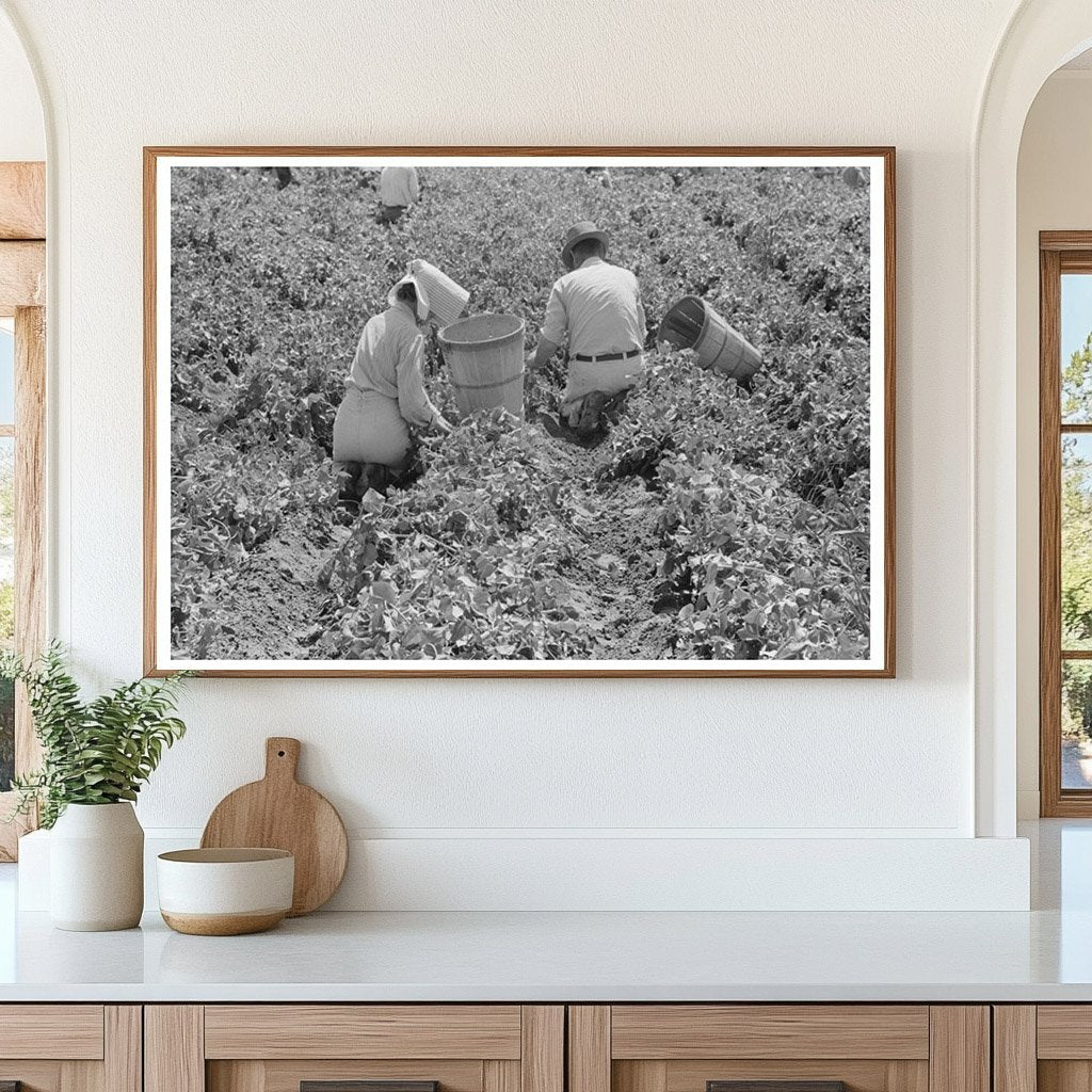 Labor Contractors in Pea Fields Nampa Idaho June 1941