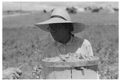 Pea Picking Scene Nampa Idaho June 1941 Vintage Photo