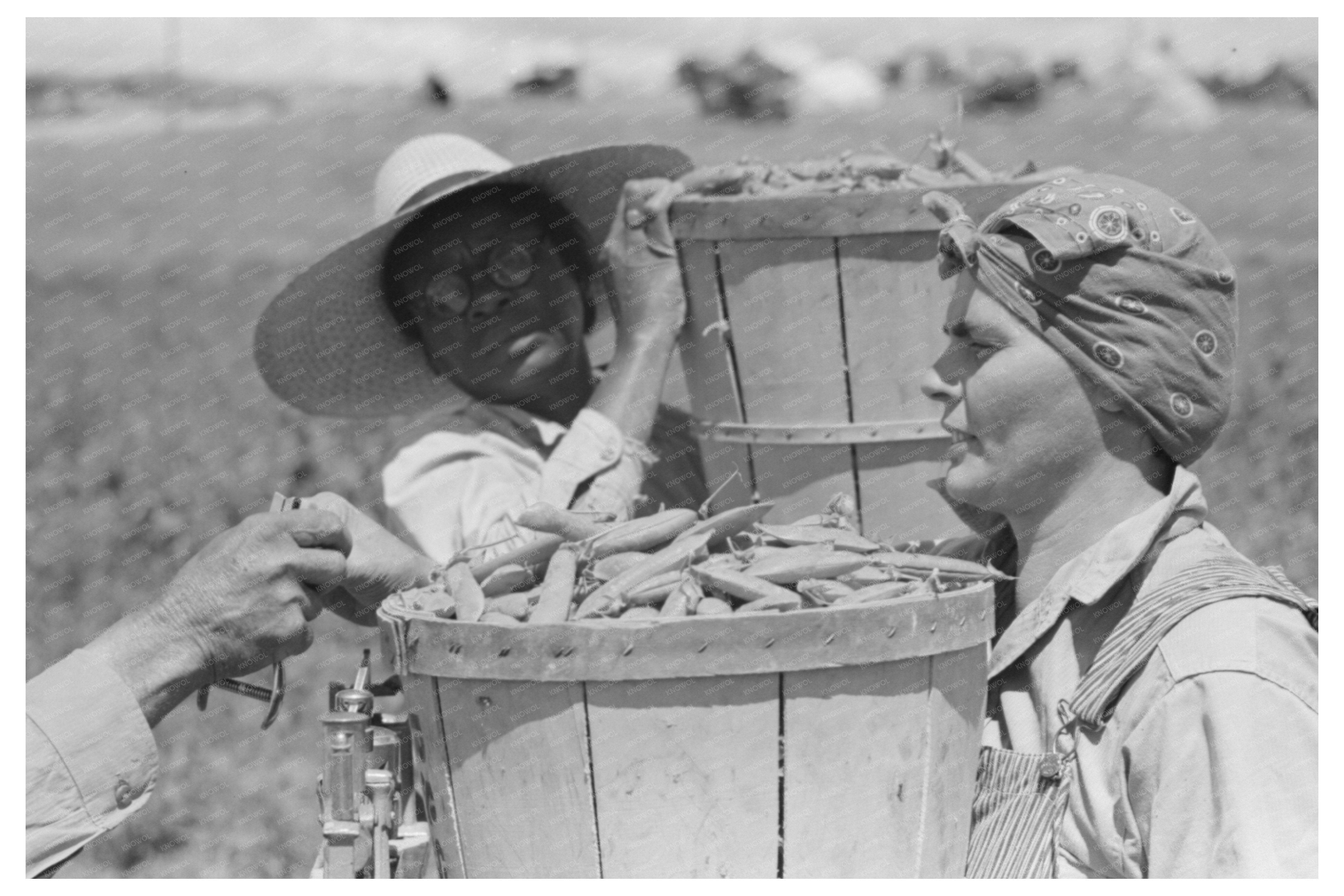 Pea Pickers in Nampa Idaho June 1941 Vintage Photo