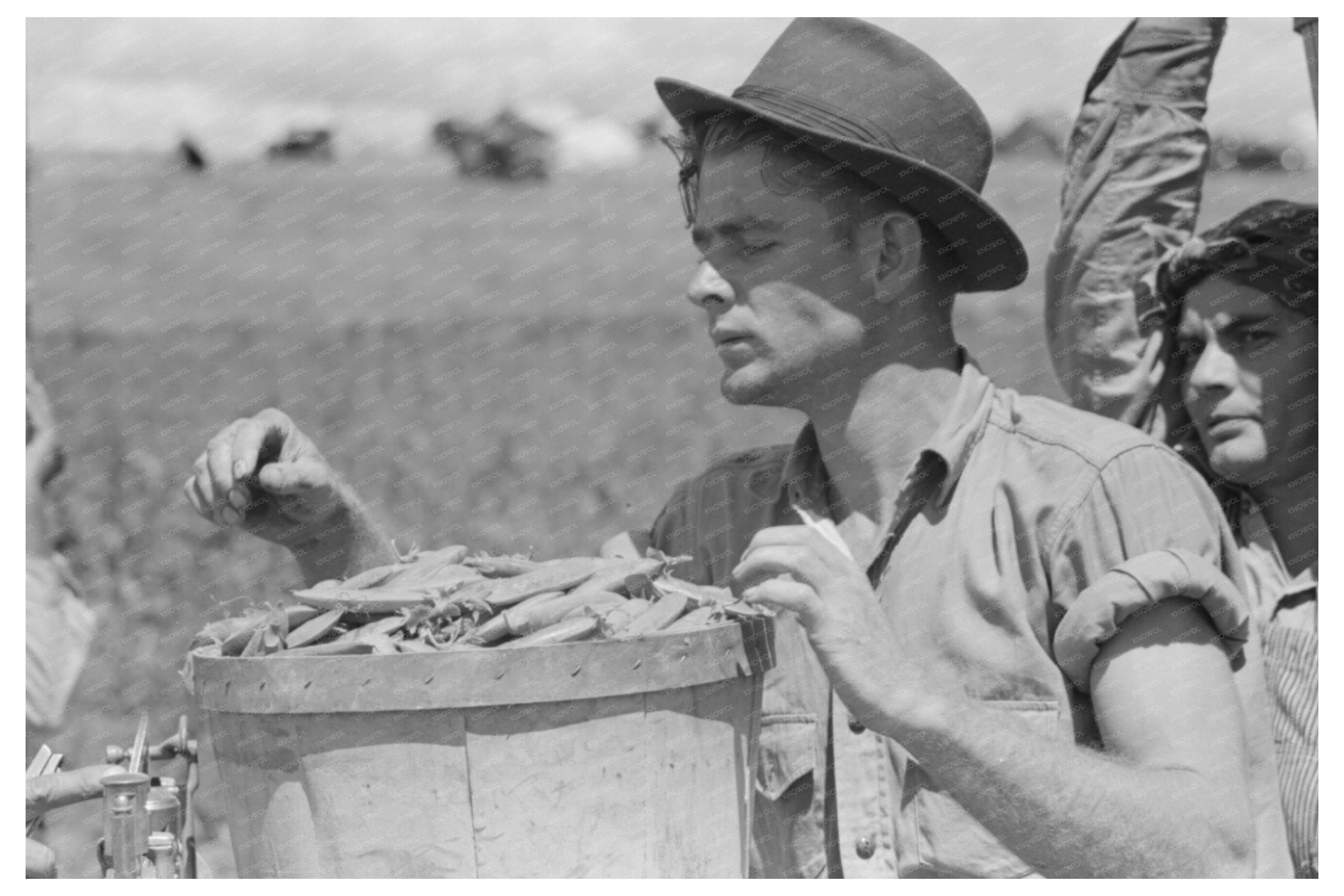 Pea-Picking Crew Laborers in Nampa Idaho 1941