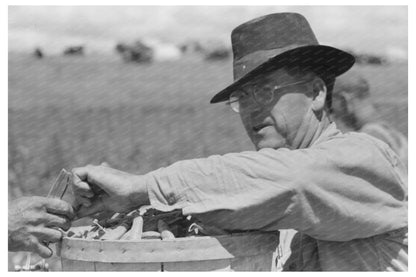 Pea Pickers Harvesting in Nampa Idaho June 1941