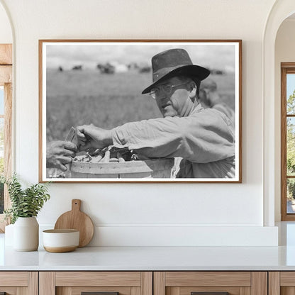 Pea Pickers Harvesting in Nampa Idaho June 1941