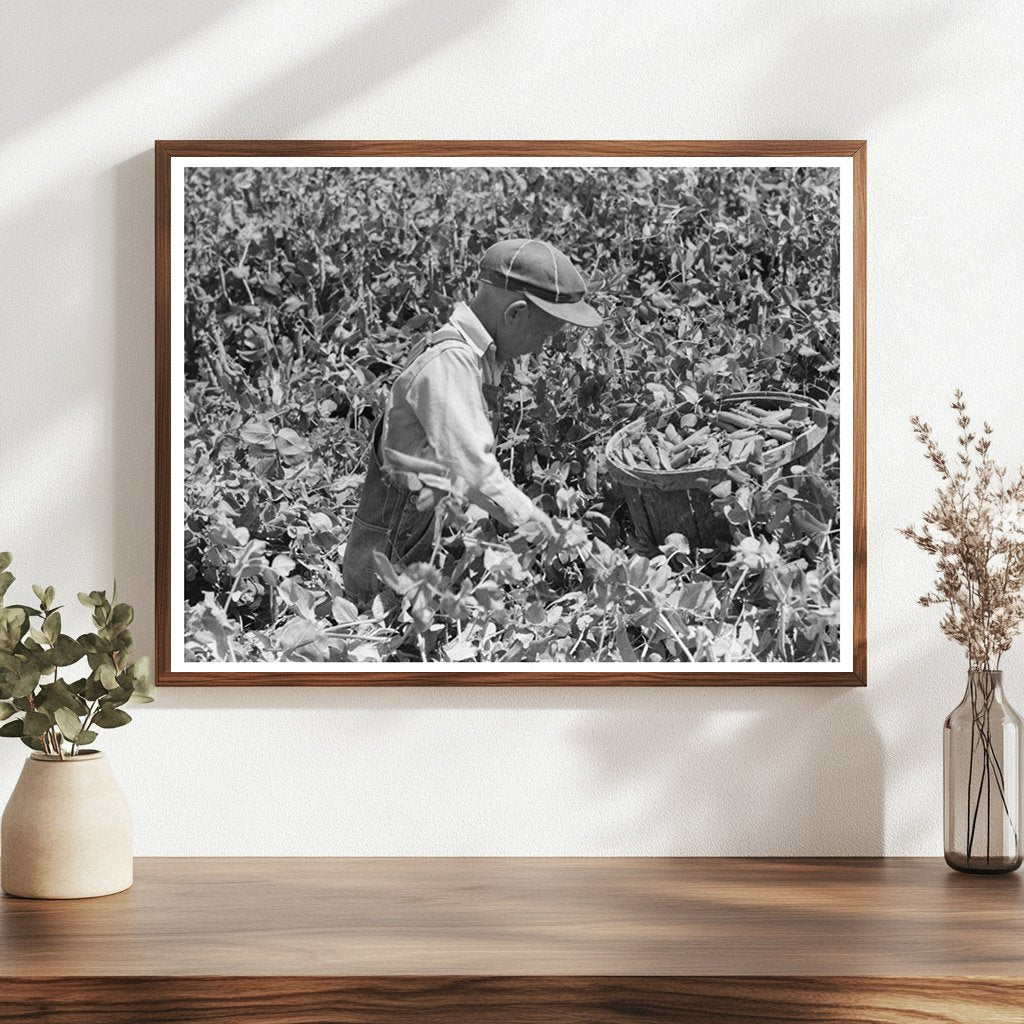 Labor Contractors Crew Picking Peas Nampa Idaho June 1941