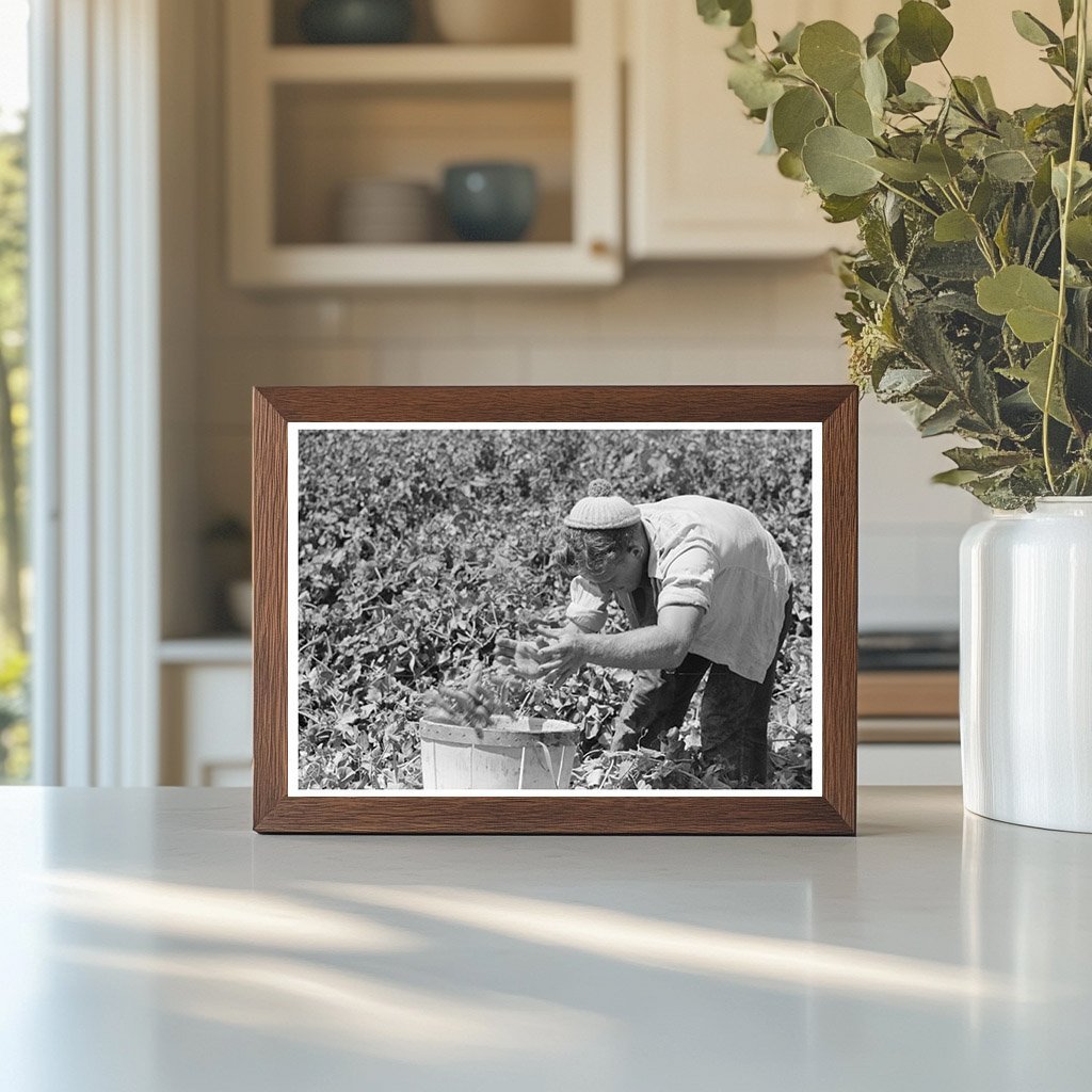 Labor Crew Picking Peas in Nampa Idaho June 1941