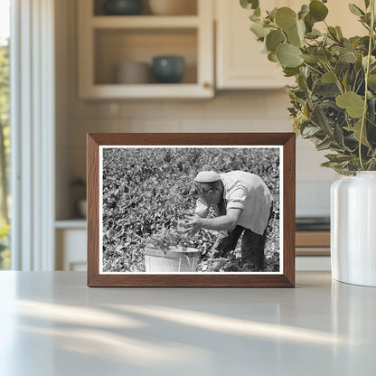 Labor Crew Picking Peas in Nampa Idaho June 1941