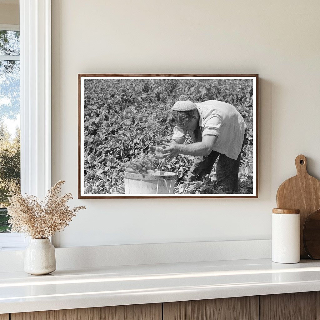 Labor Crew Picking Peas in Nampa Idaho June 1941