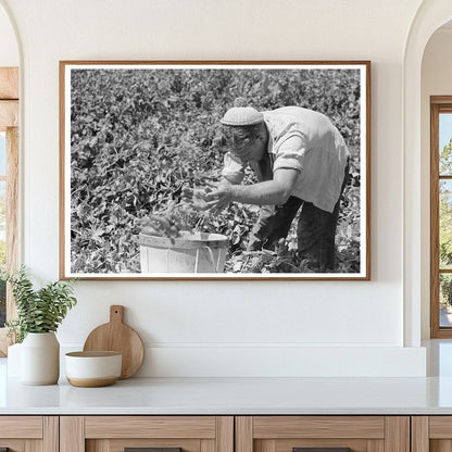 Labor Crew Picking Peas in Nampa Idaho June 1941