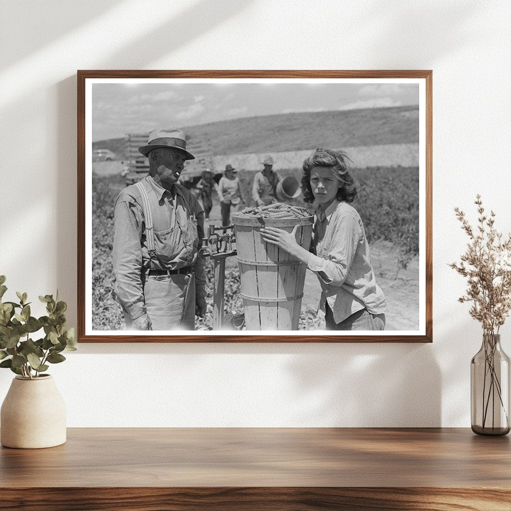 Labor Crew Checking Peas in Nampa Idaho June 1941