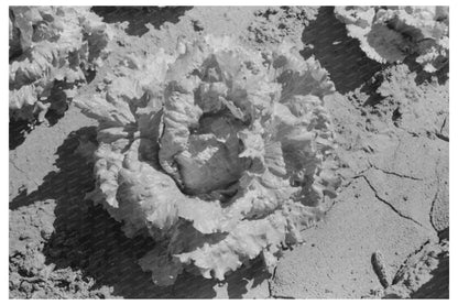 Canyon County Lettuce Field Idaho July 1941