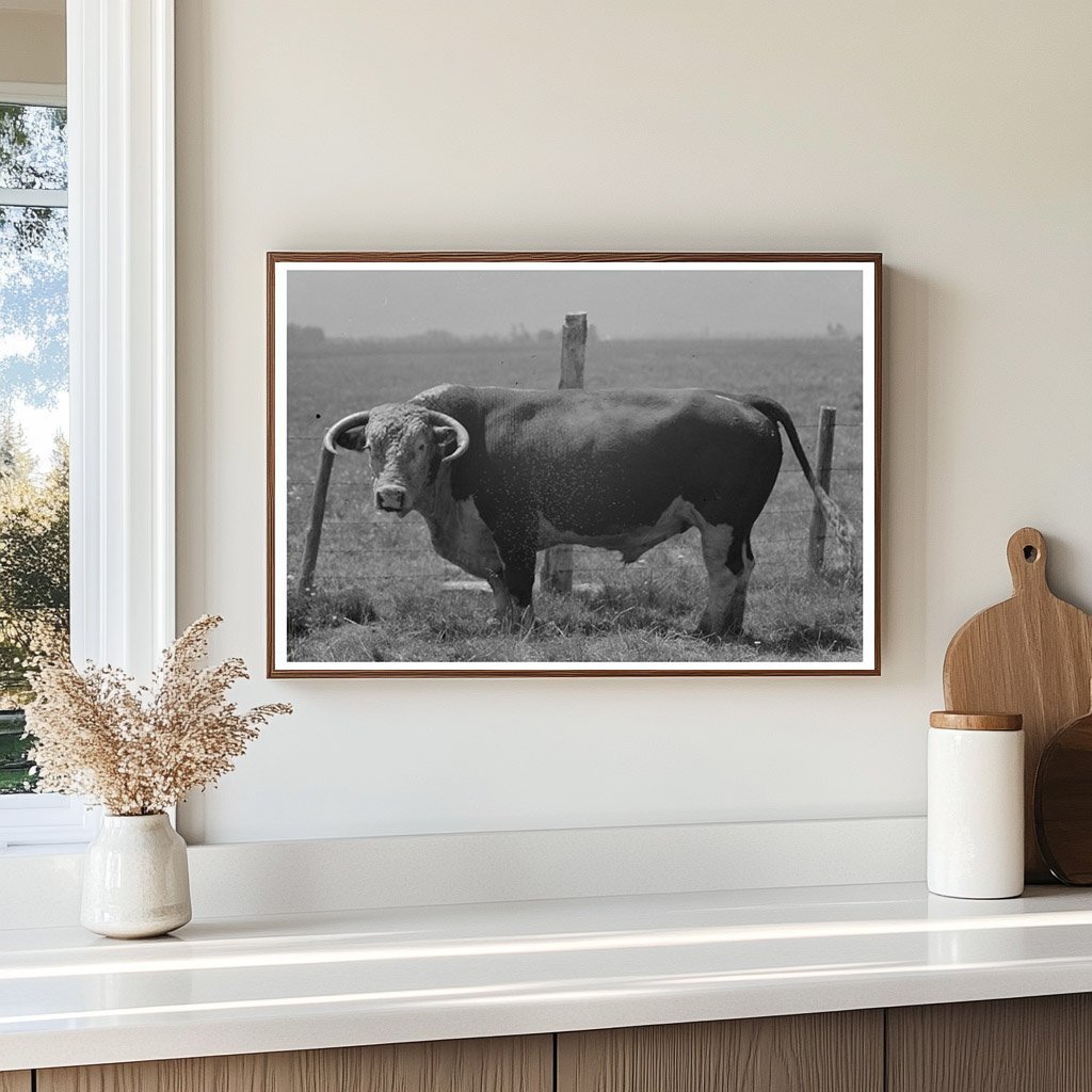 Bull at Cruzen Ranch Valley County Idaho July 1941