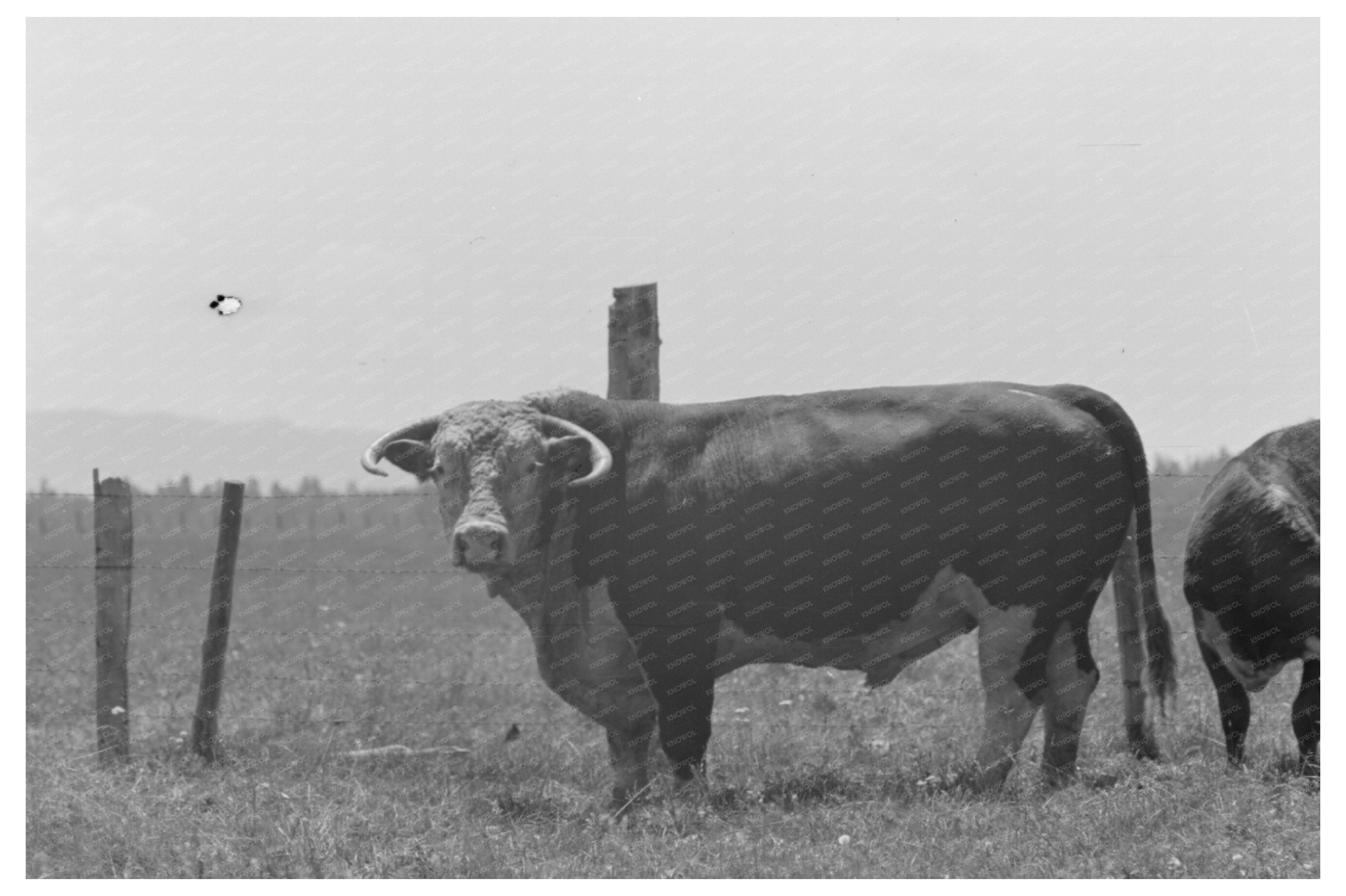 Bull at Cruzen Ranch Valley County Idaho 1941