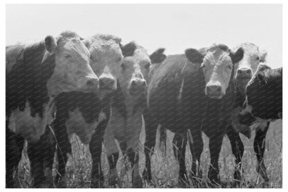 Yearling Livestock at Cruzen Ranch Idaho July 1941