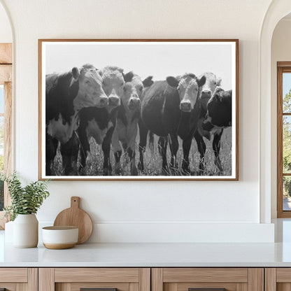 Yearling Livestock at Cruzen Ranch Idaho July 1941