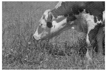 Yearling at Cruzen Ranch Valley County Idaho 1941