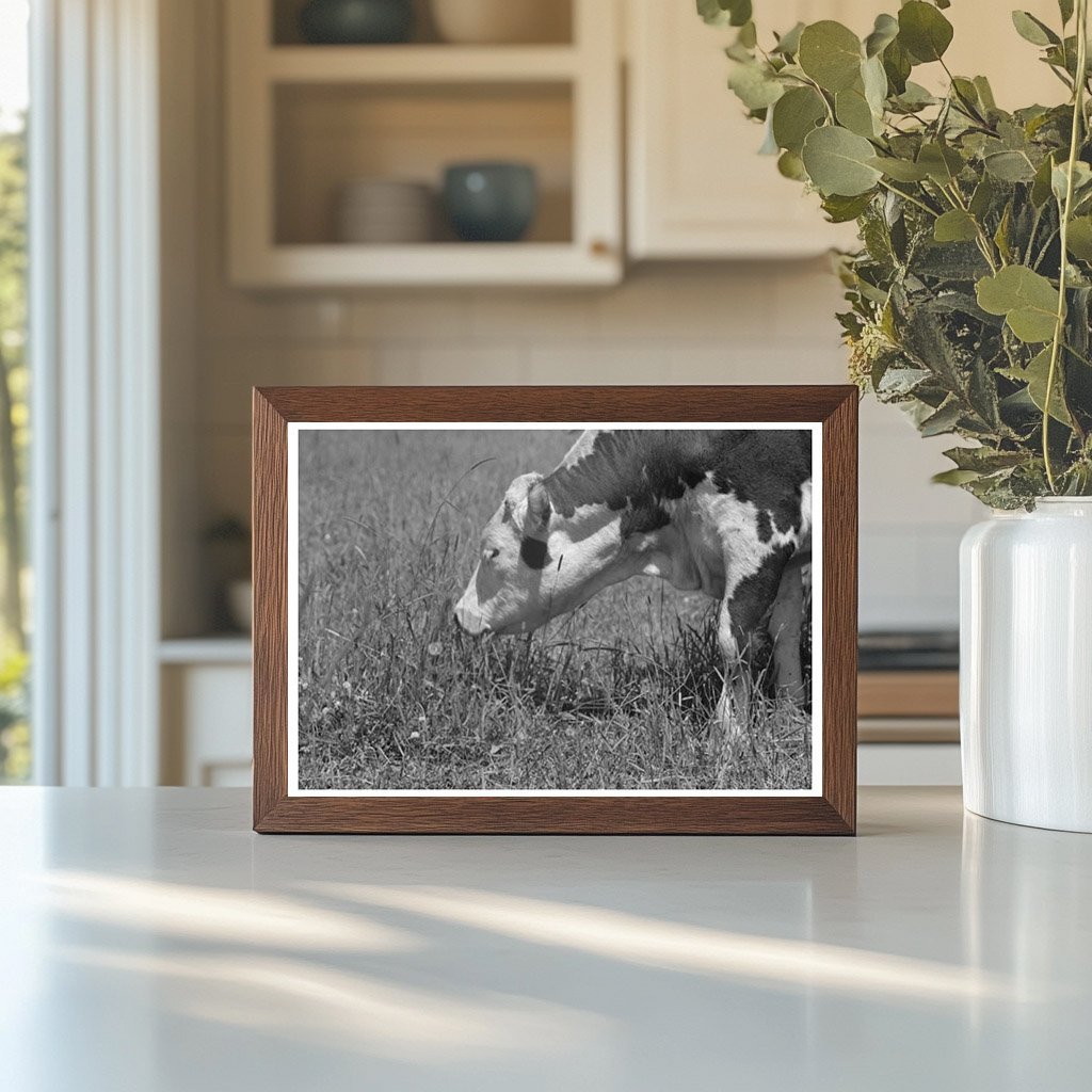 Yearling at Cruzen Ranch Valley County Idaho 1941