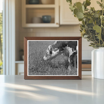 Yearling at Cruzen Ranch Valley County Idaho 1941