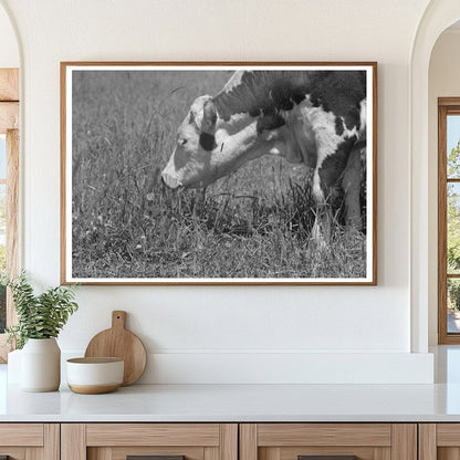 Yearling at Cruzen Ranch Valley County Idaho 1941