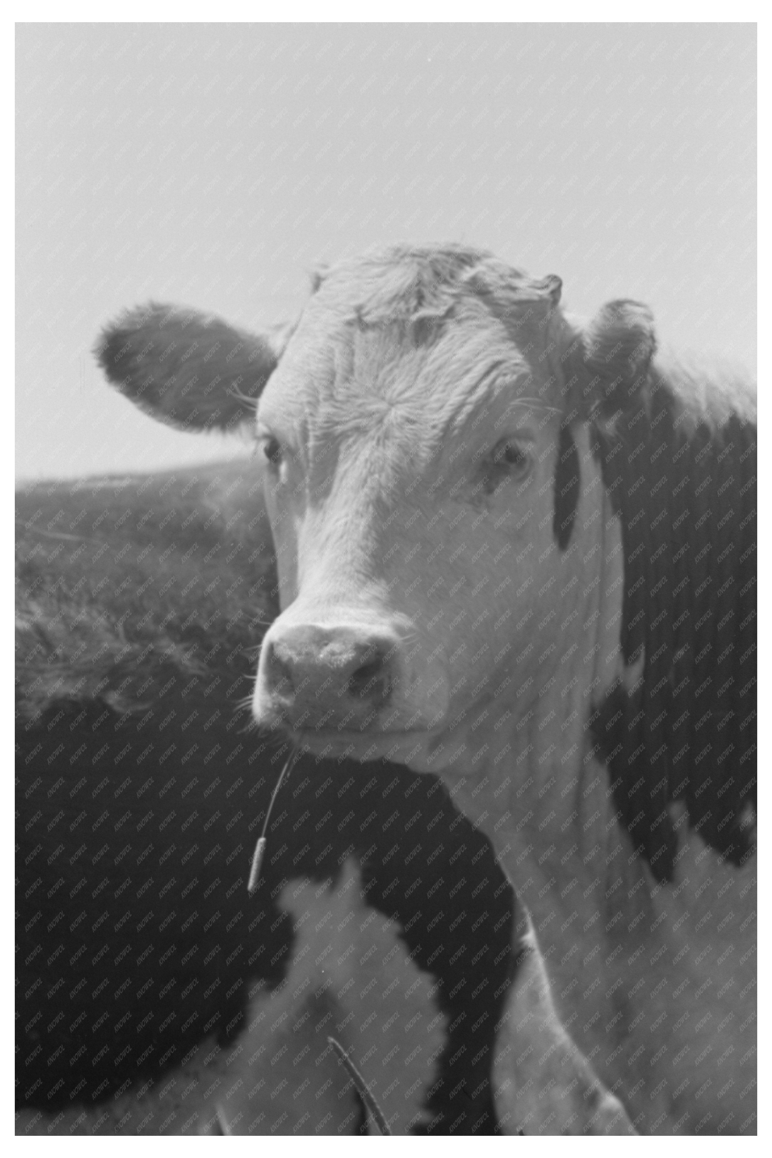 Yearling Steer at Cruzen Ranch Idaho July 1941