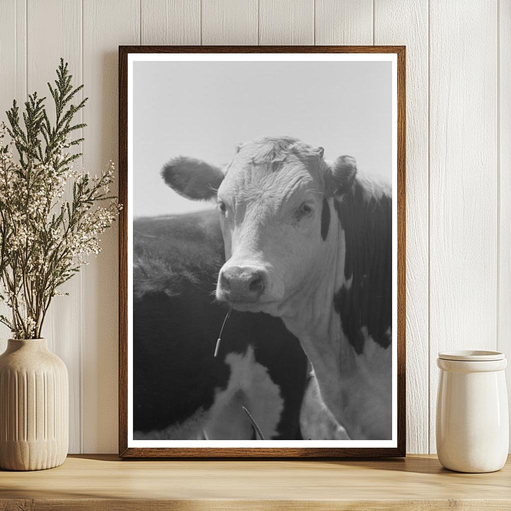 Yearling Steer at Cruzen Ranch Idaho July 1941