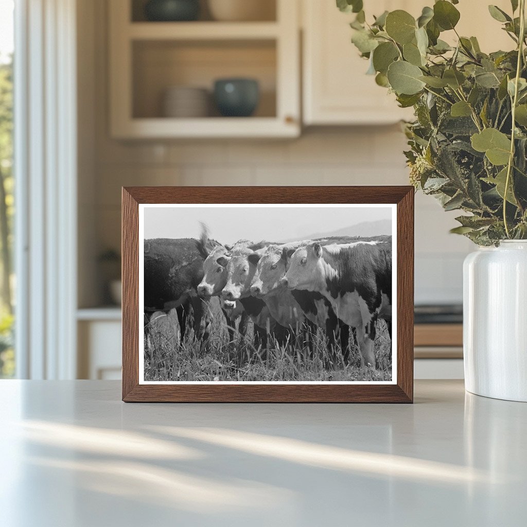 Cattle Feeding Grass at Cruzen Ranch Idaho 1941