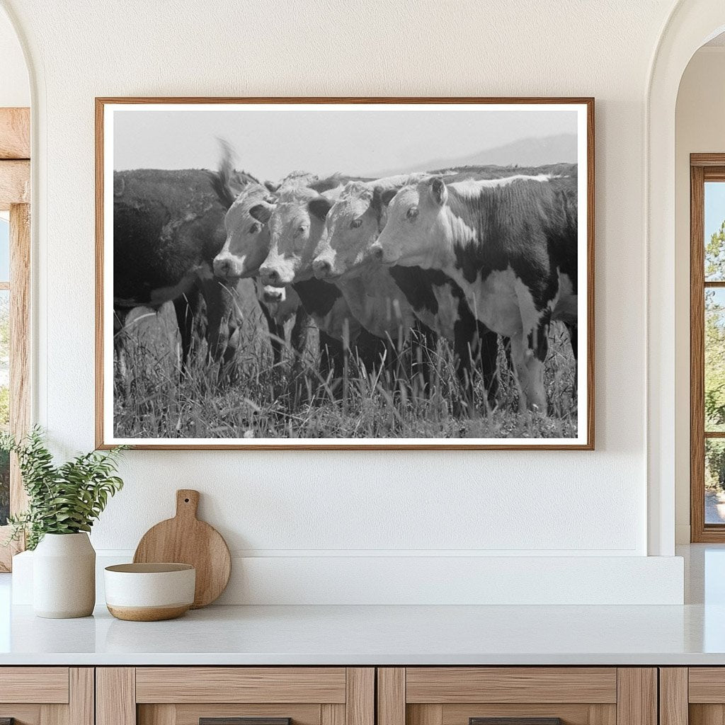 Cattle Feeding Grass at Cruzen Ranch Idaho 1941